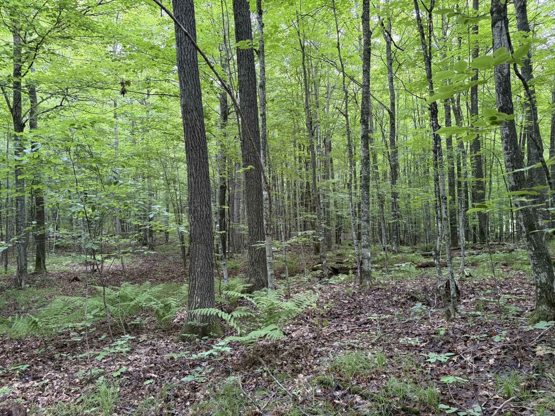 12629 W Fairman Lane Property Photo 37
