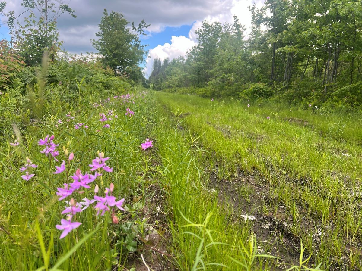 0 Old Highway 54 Property Photo 10