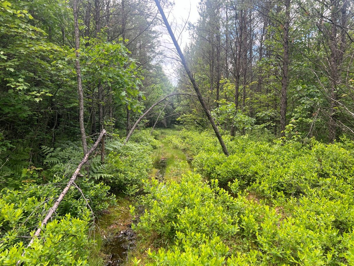 0 Old Highway 54 Property Photo 11
