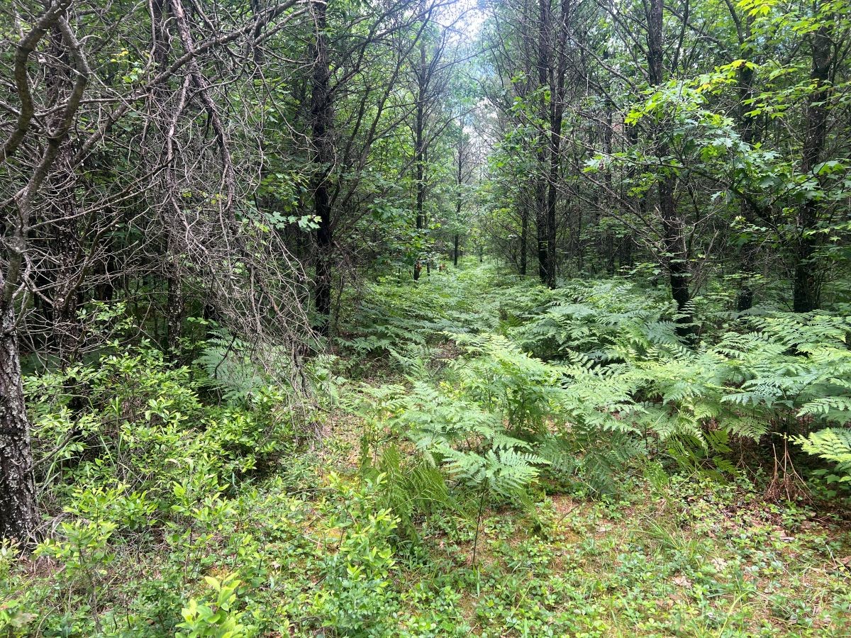 0 Old Highway 54 Property Photo 12
