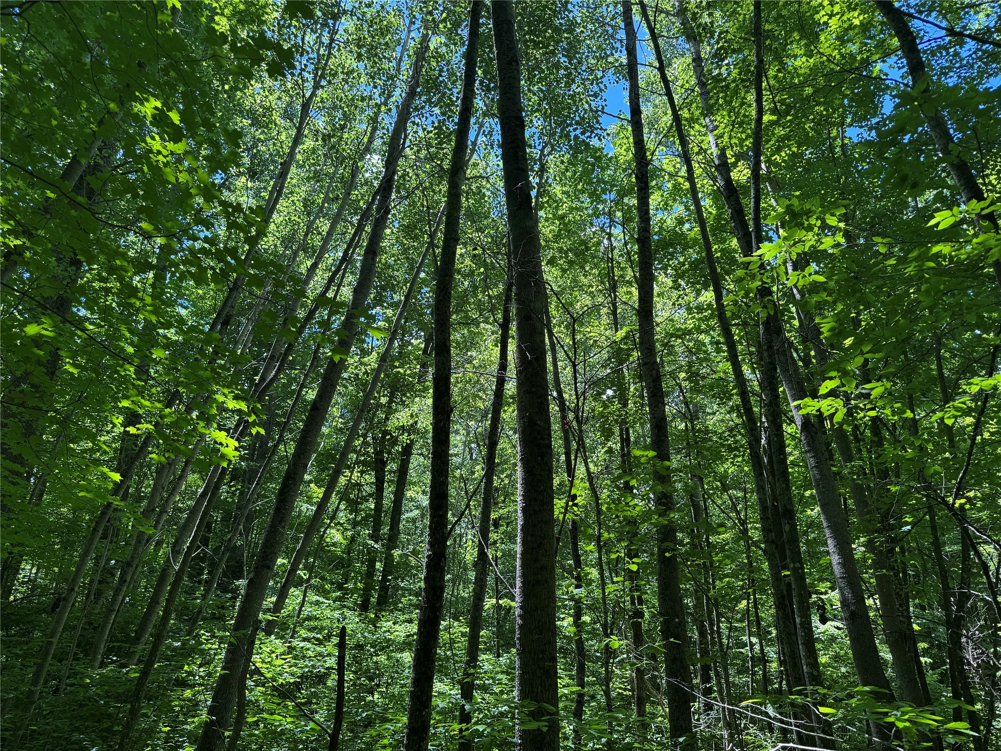 Ooo Snowshoe Road Property Photo 6