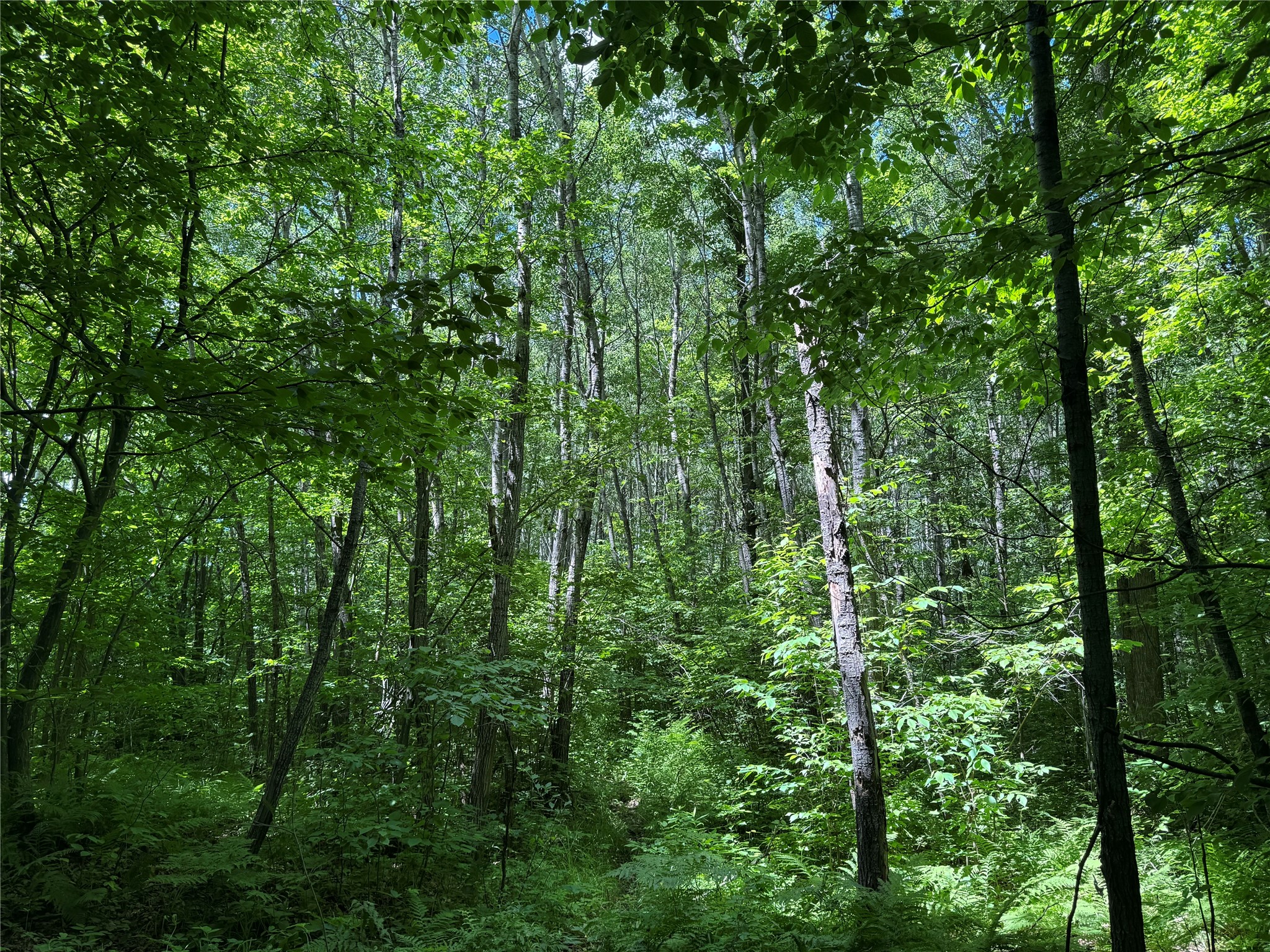 Ooo Snowshoe Road Property Photo 7