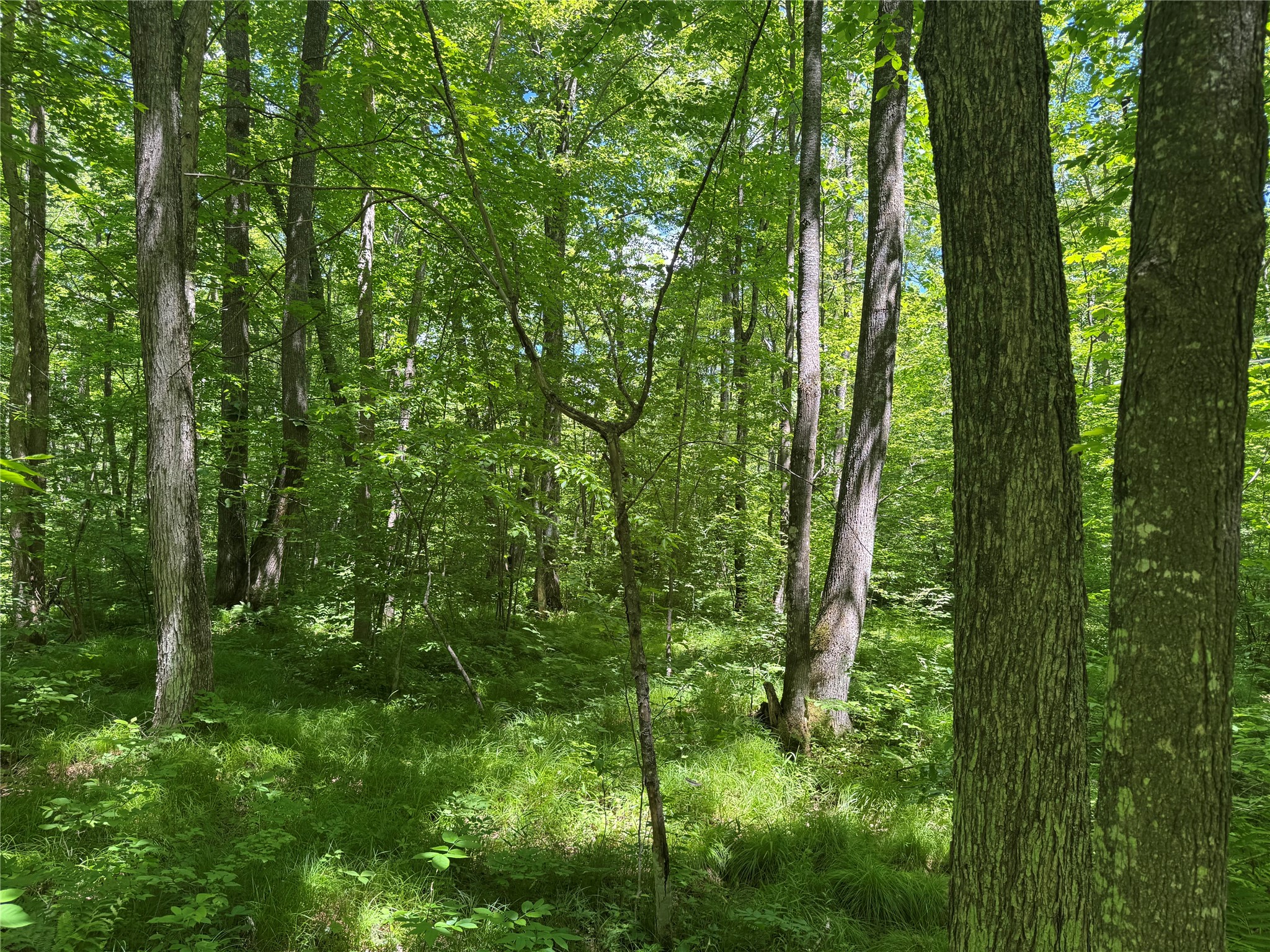 Ooo Snowshoe Road Property Photo 8