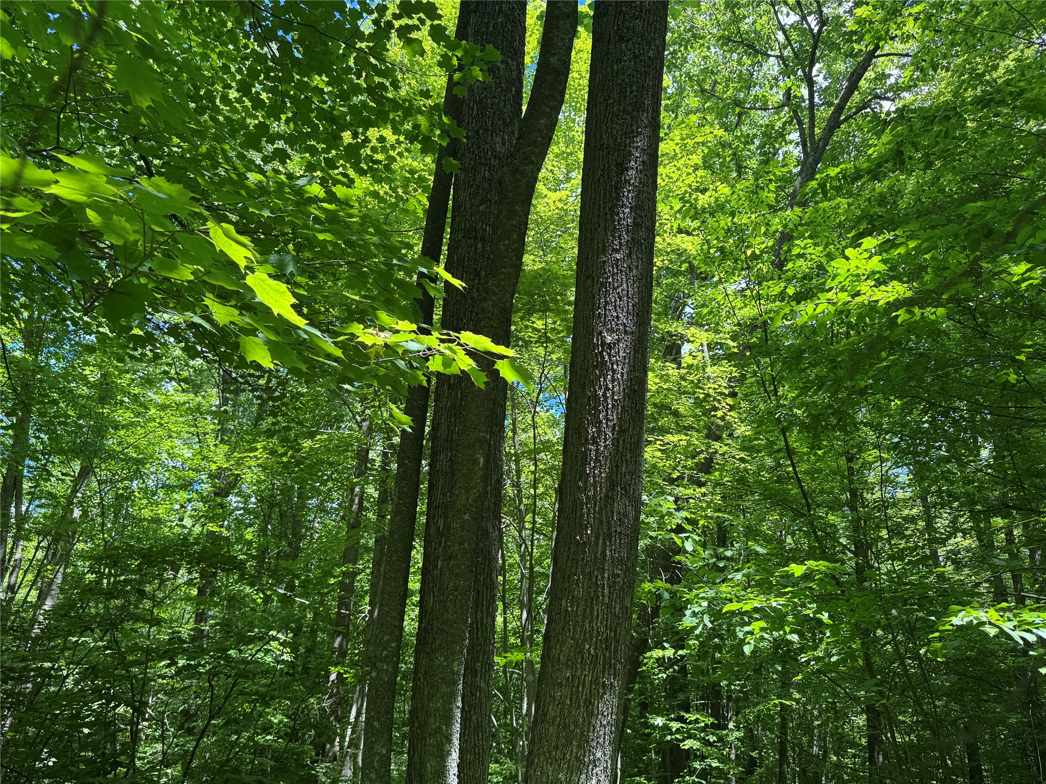 Ooo Snowshoe Road Property Photo 9