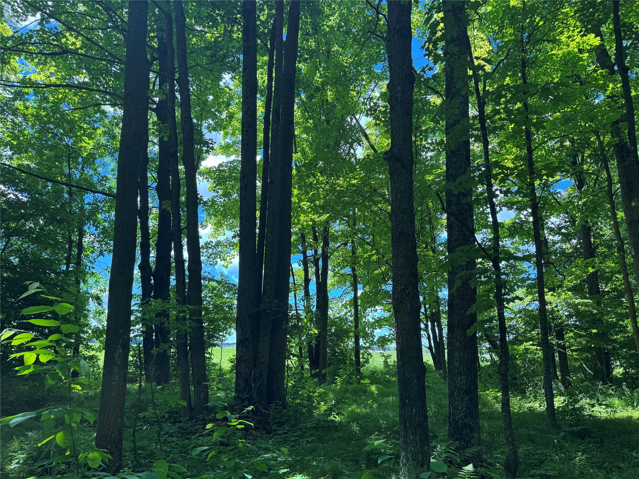 Ooo Snowshoe Road Property Photo 10