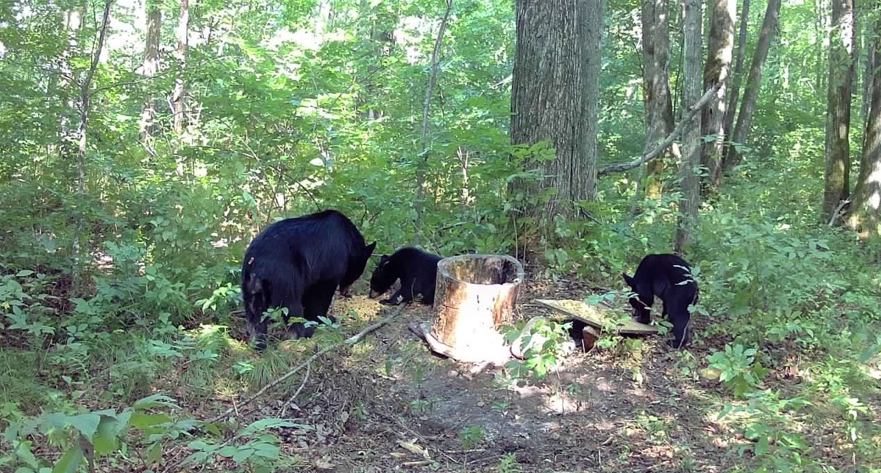 Ooo Snowshoe Road Property Photo 12