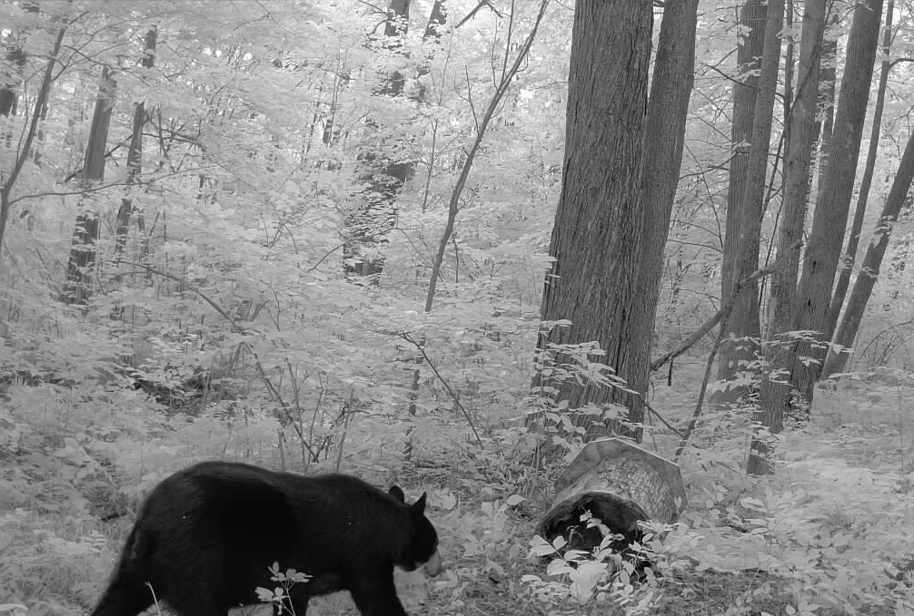 Ooo Snowshoe Road Property Photo 13