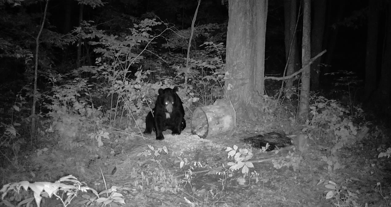 Ooo Snowshoe Road Property Photo 15