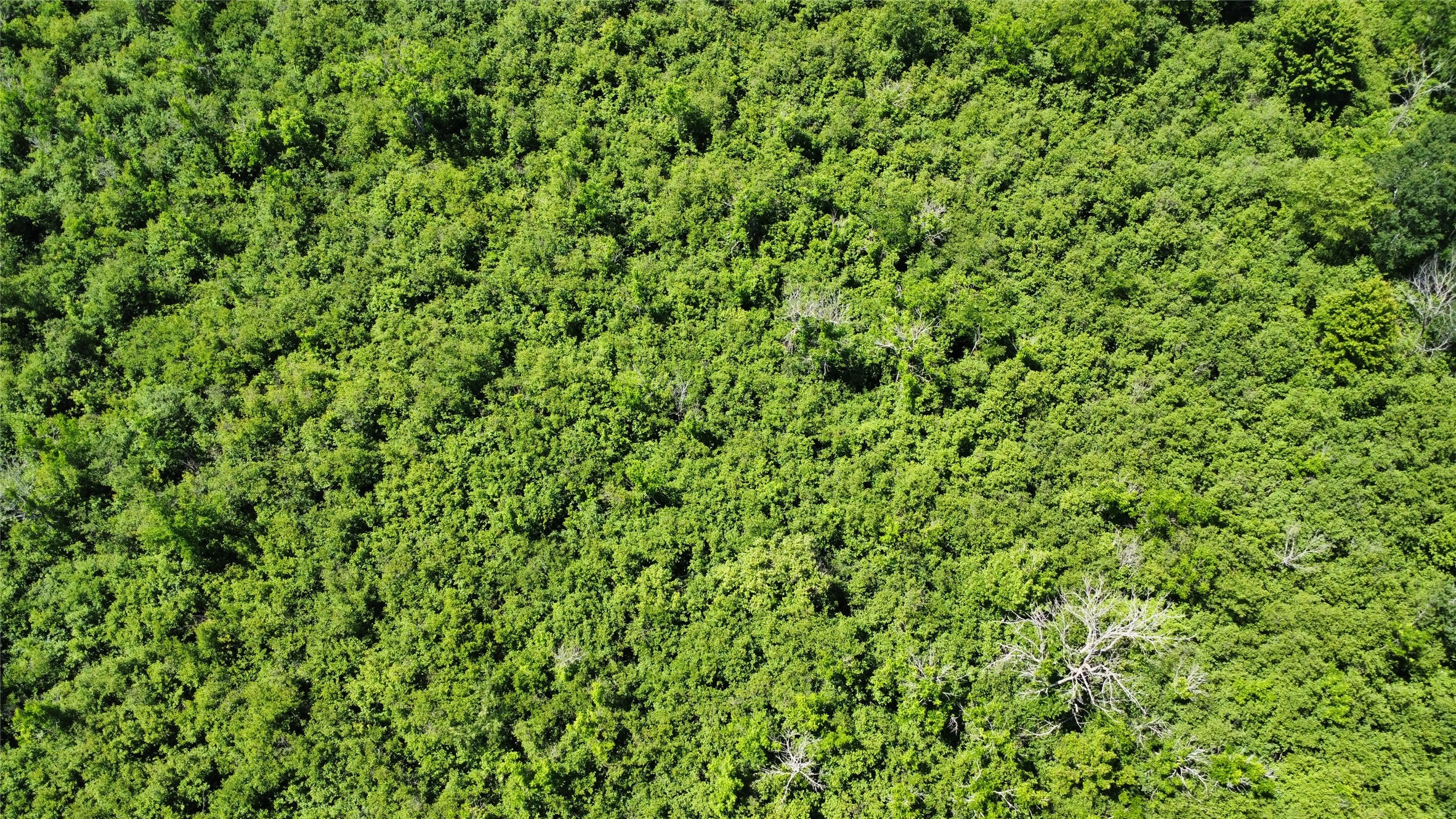 Ooo Snowshoe Road Property Photo 16