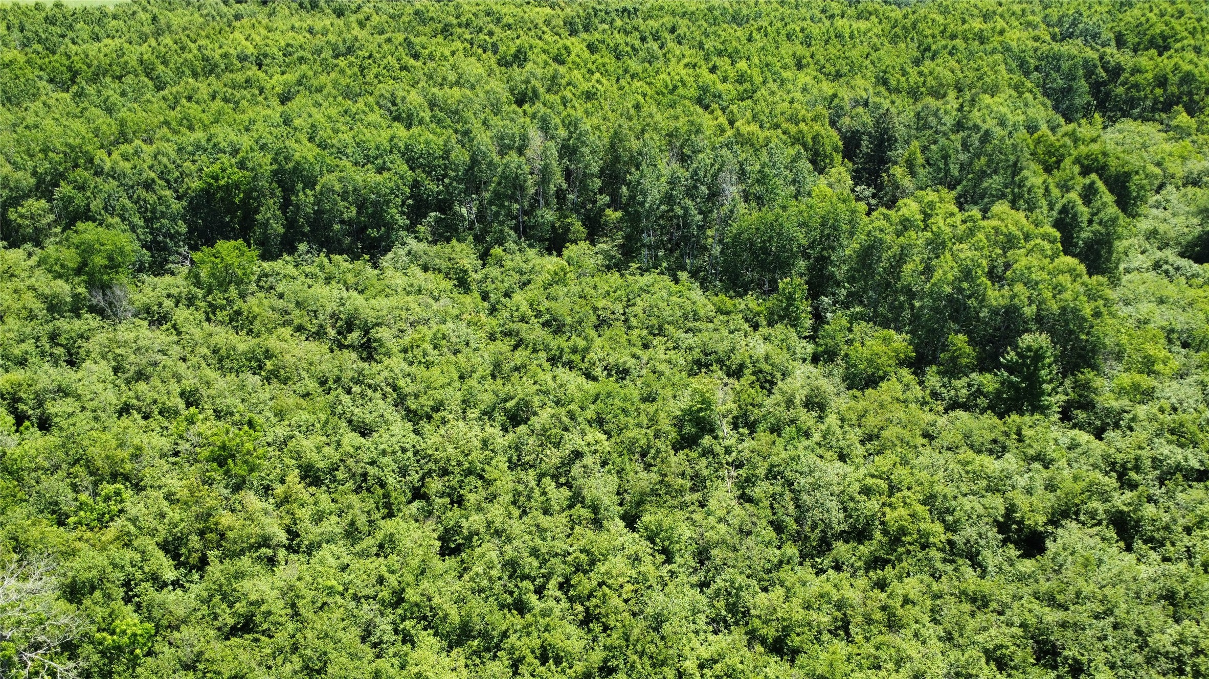 Ooo Snowshoe Road Property Photo 18