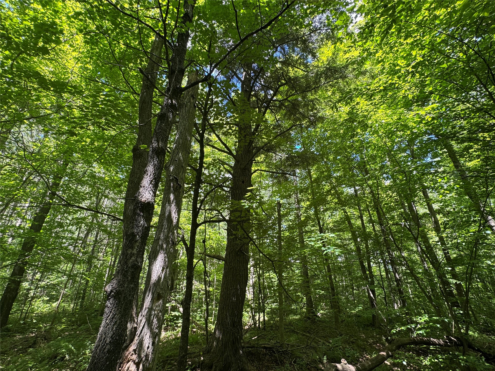 Ooo Snowshoe Road Property Photo 26