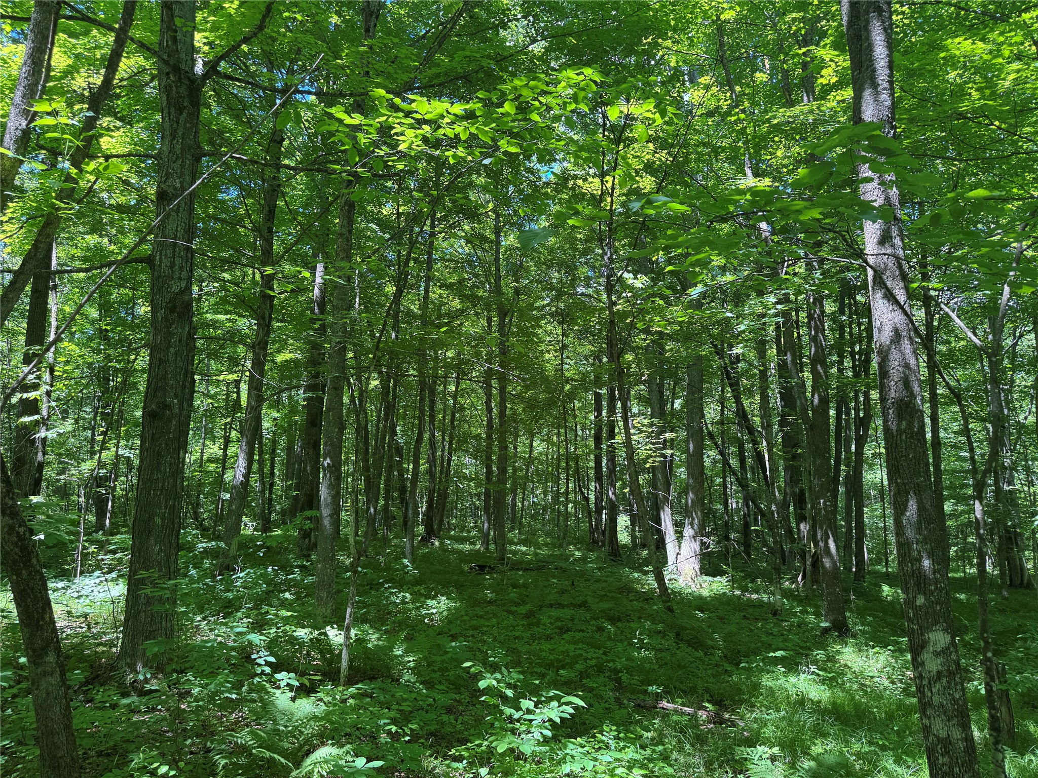 Ooo Snowshoe Road Property Photo 28