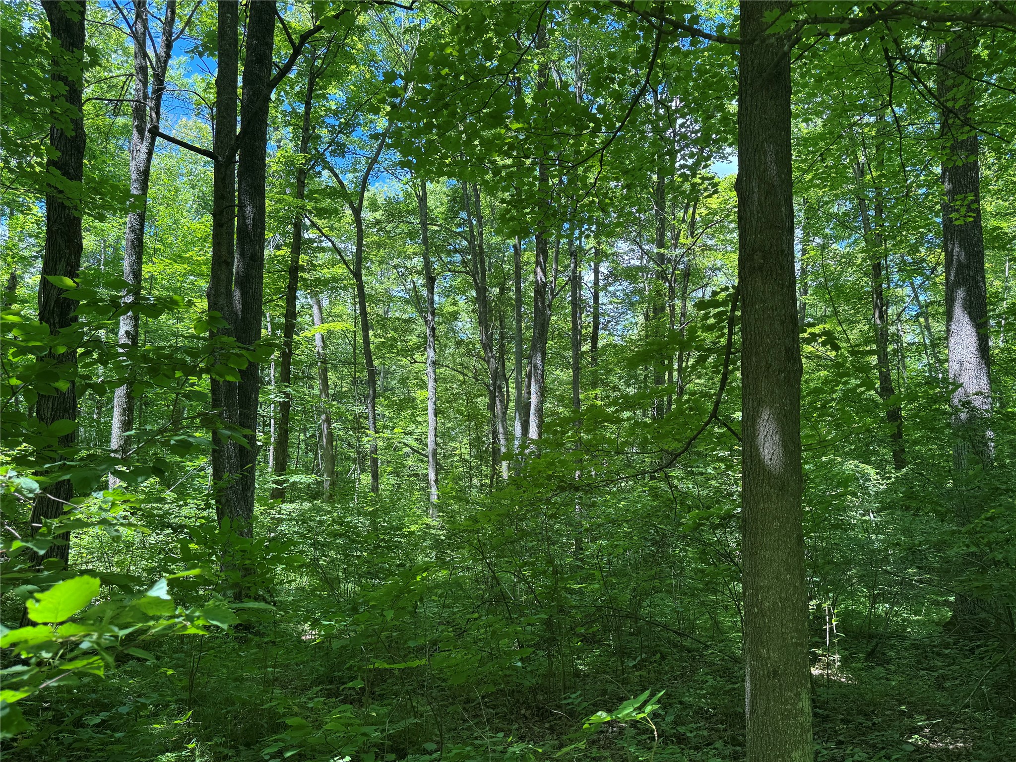 Ooo Snowshoe Road Property Photo 29