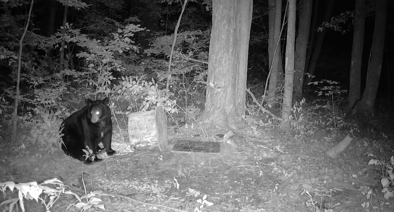 Ooo Snowshoe Road Property Photo 31