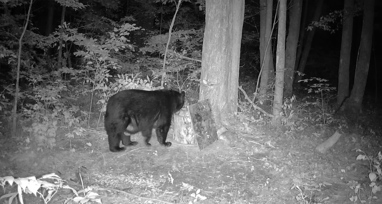 Ooo Snowshoe Road Property Photo 32