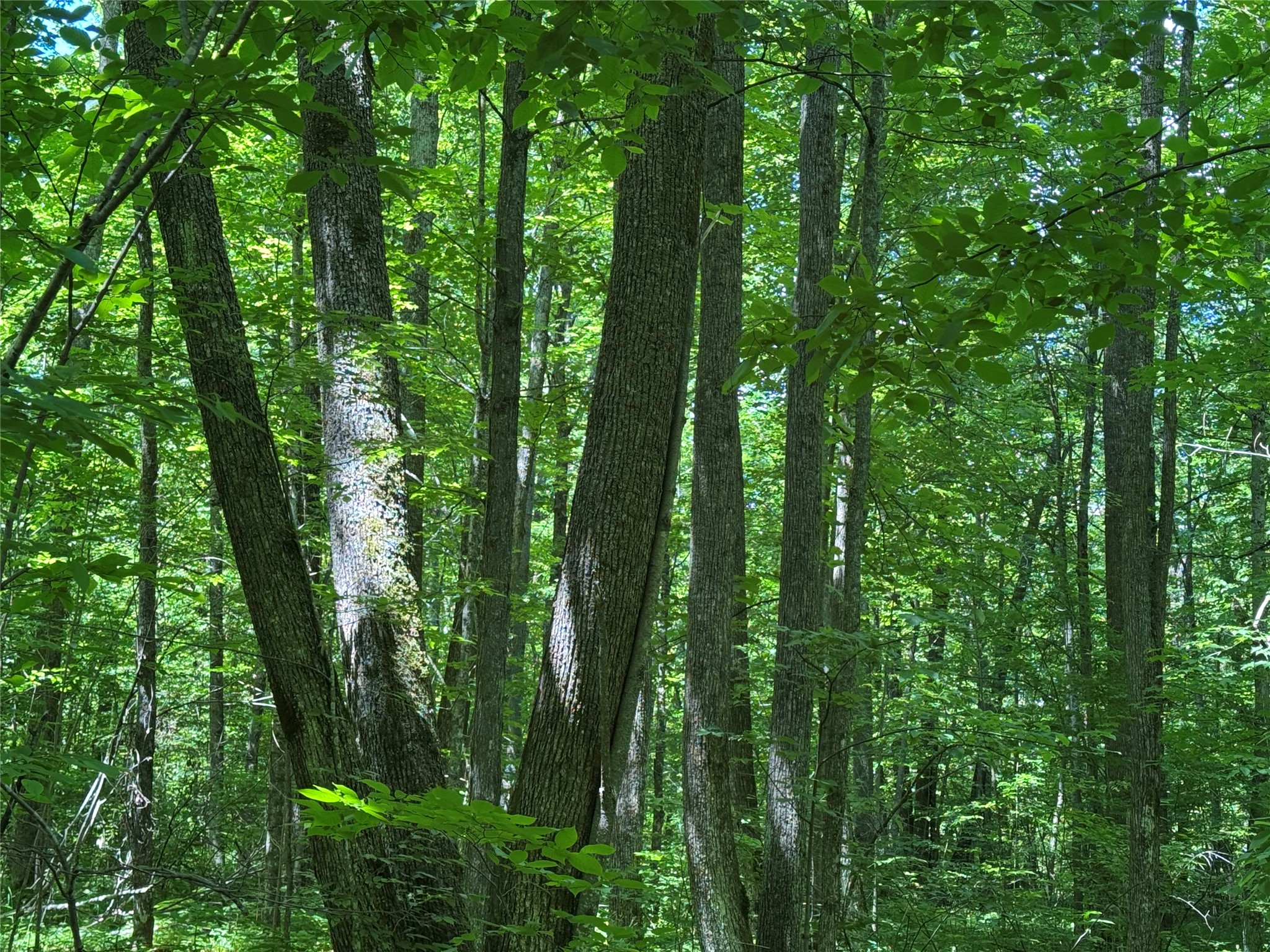 Ooo Snowshoe Road Property Photo 36