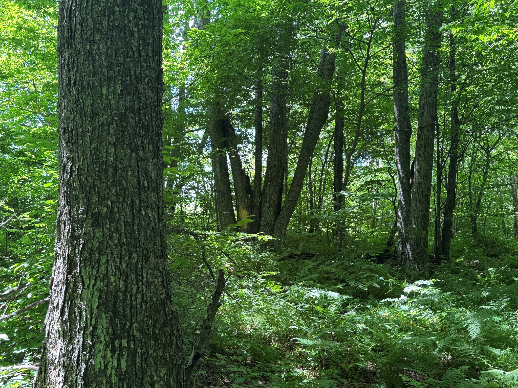 Ooo Snowshoe Road Property Photo 37