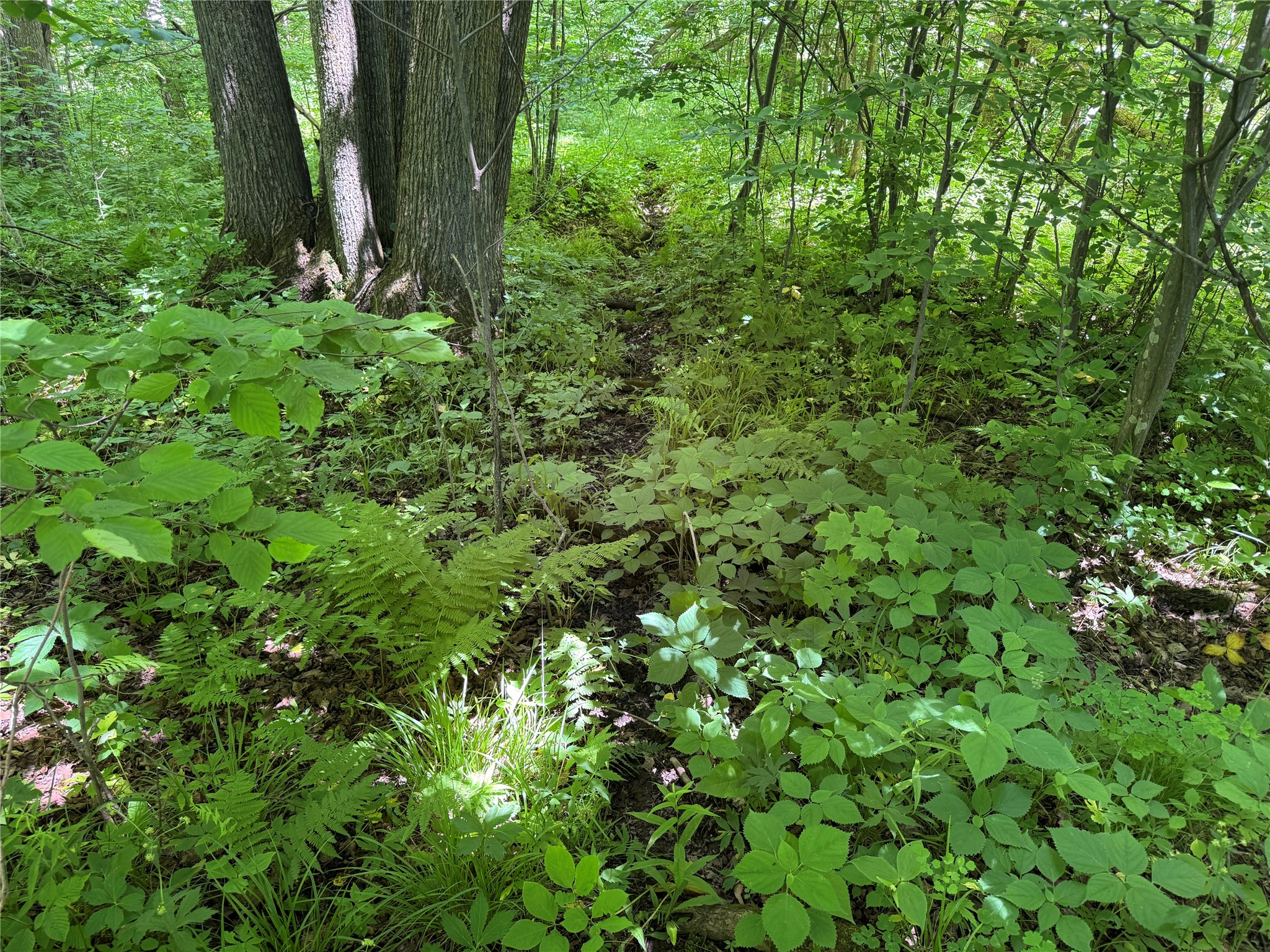 Ooo Snowshoe Road Property Photo 38