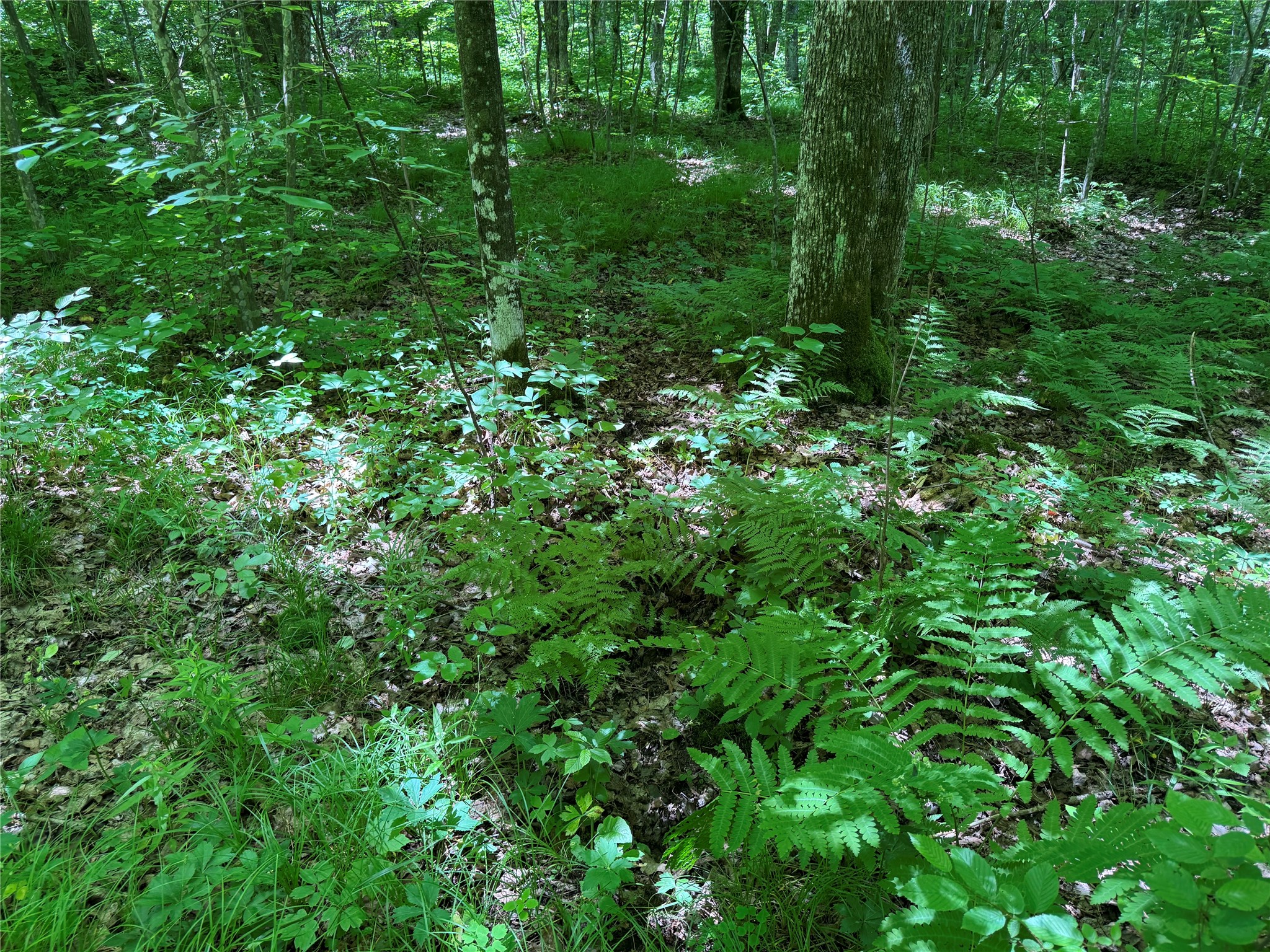 Ooo Snowshoe Road Property Photo 39