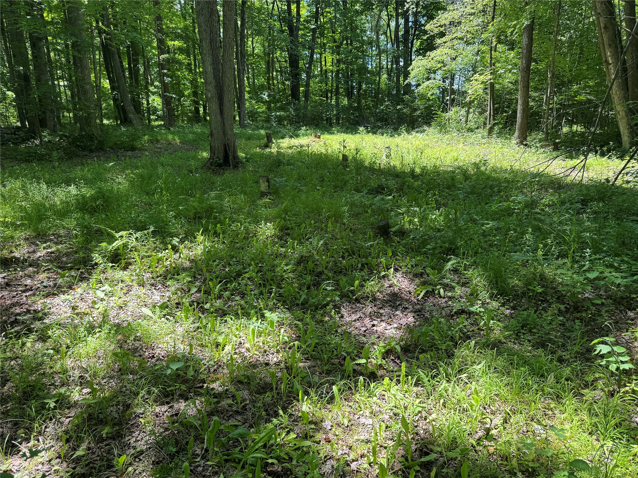 Ooo Snowshoe Road Property Photo 40
