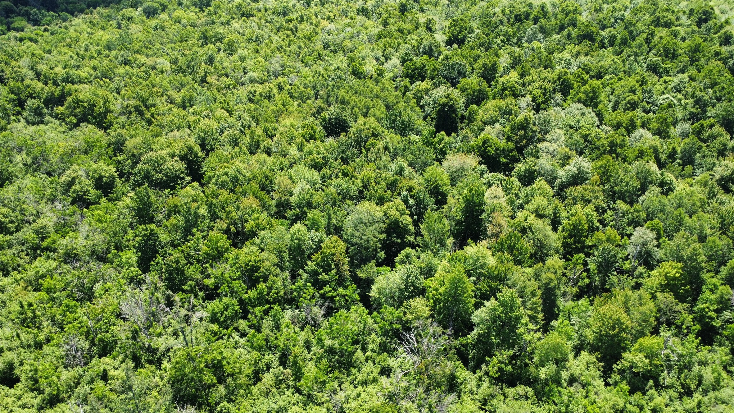 Ooo Snowshoe Road Property Photo 44