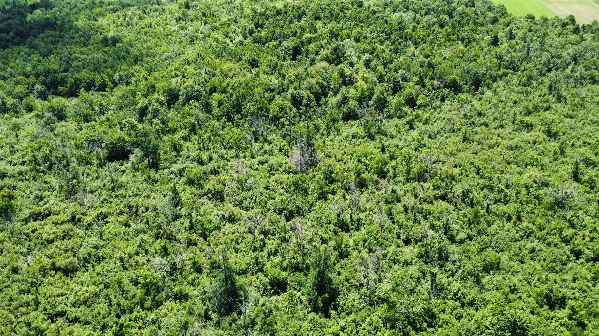 Ooo Snowshoe Road Property Photo 46