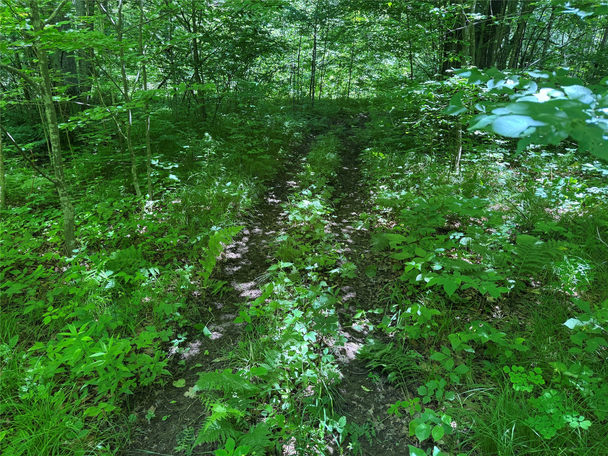 Ooo Snowshoe Road Property Photo 48
