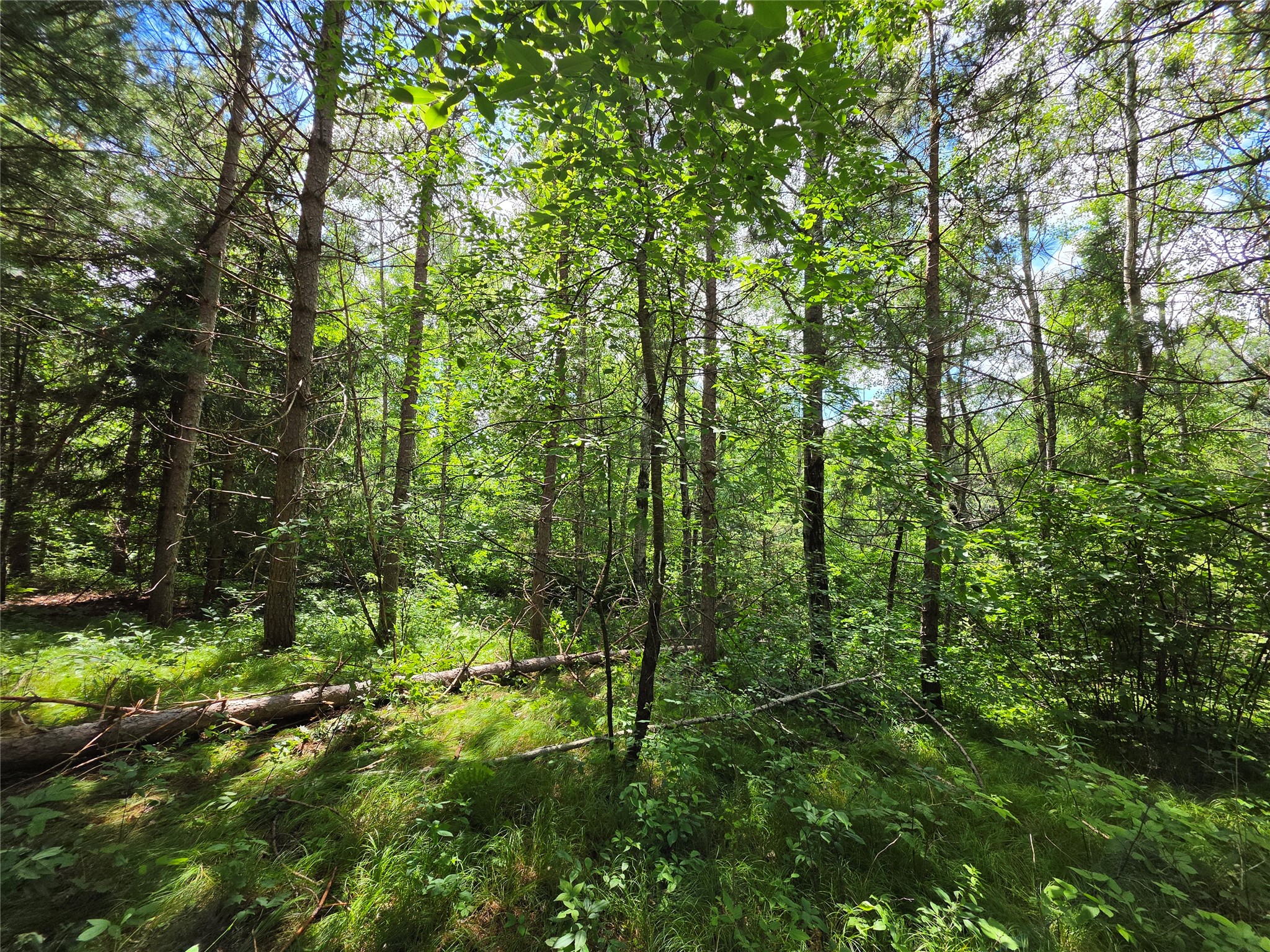20 Acres Adams Road Property Photo 7