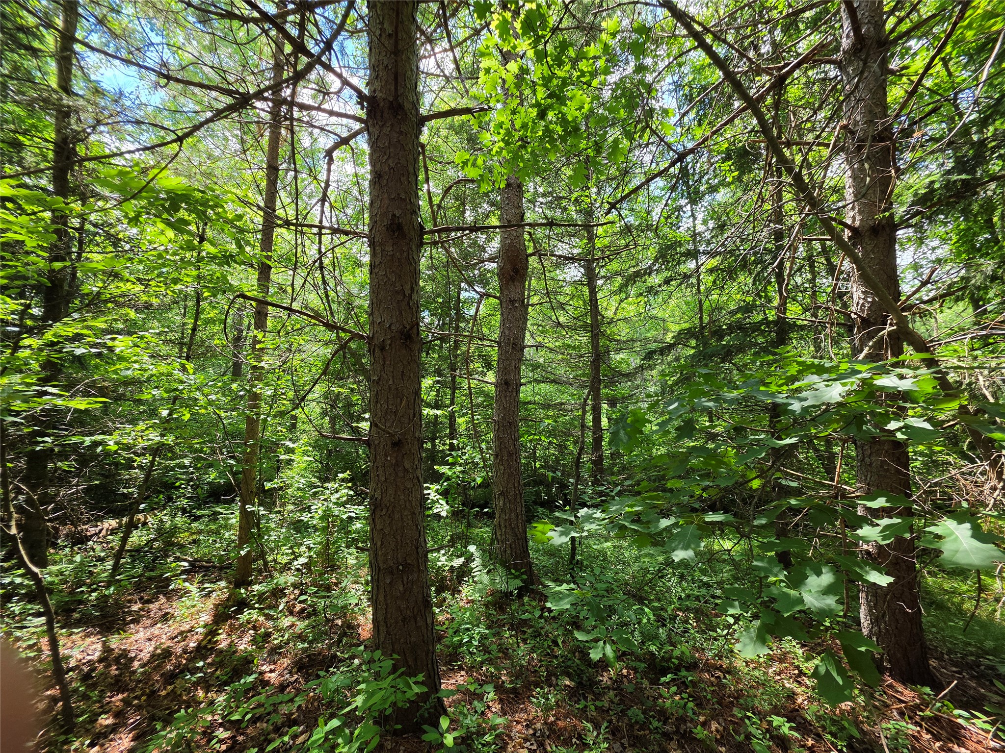20 Acres Adams Road Property Photo 8