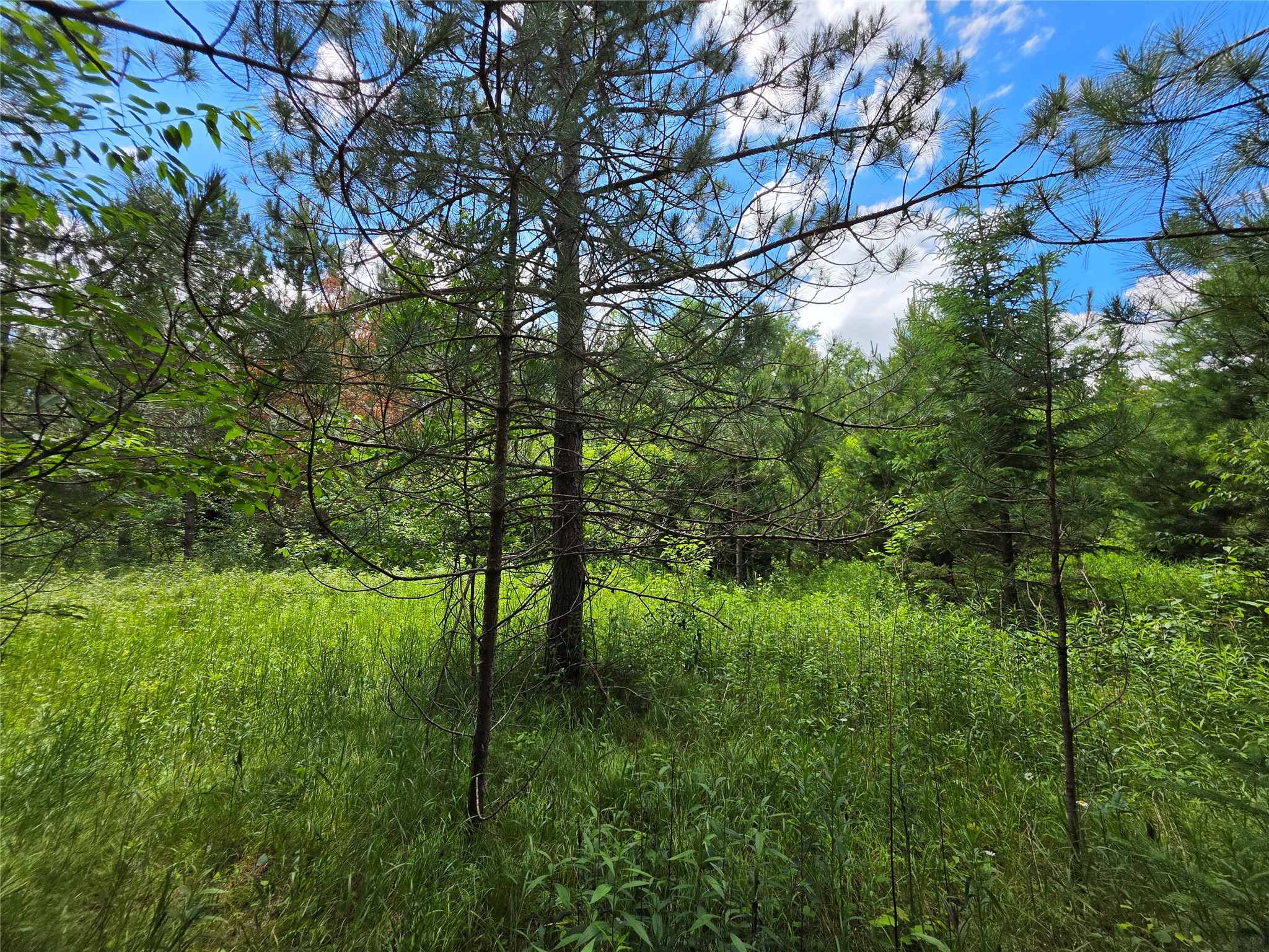 20 Acres Adams Road Property Photo 10