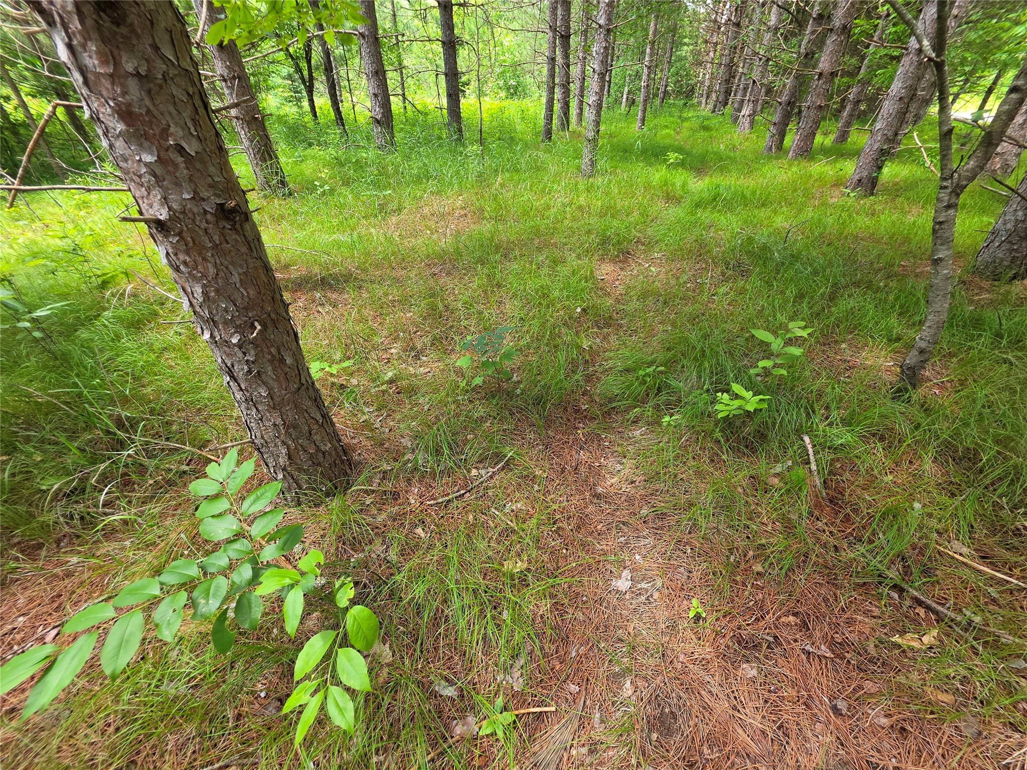 20 Acres Adams Road Property Photo 11