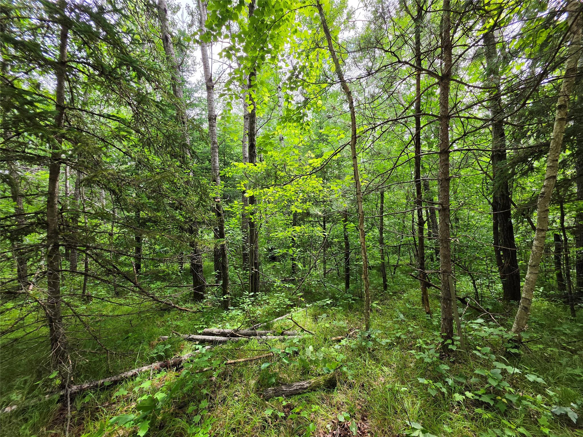 20 Acres Adams Road Property Photo 12