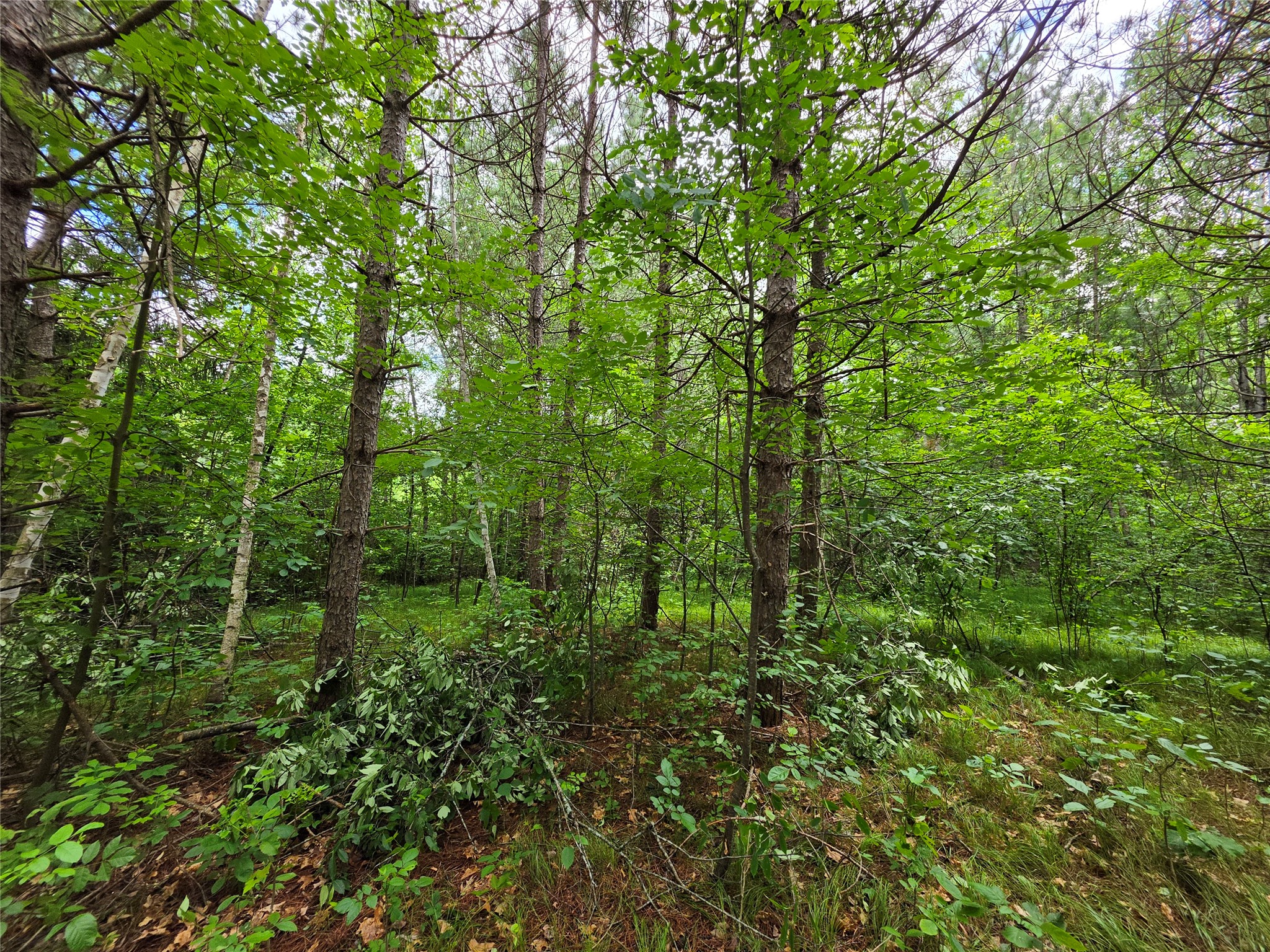 20 Acres Adams Road Property Photo 13