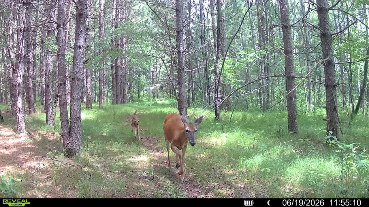 20 Acres Adams Road Property Photo 16