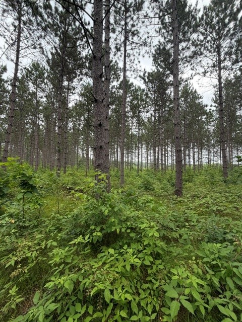 20 Acres N 5th Avenue Property Photo 2