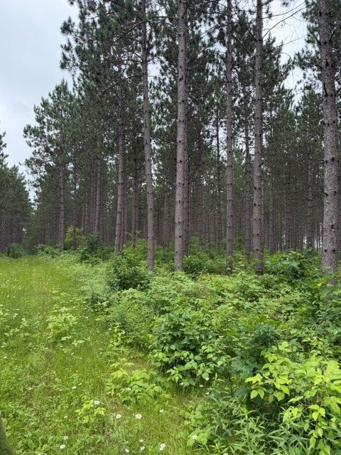 20 Acres N 5th Avenue Property Photo 3
