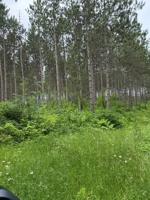 20 Acres N 5th Avenue Property Photo 10