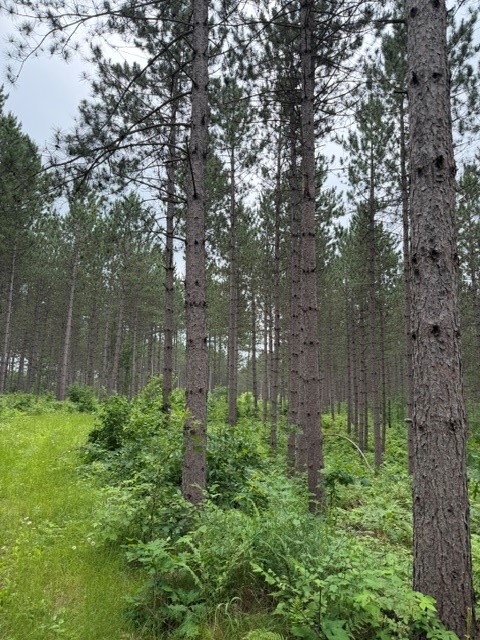 20 Acres S 5th Avenue Property Photo 2