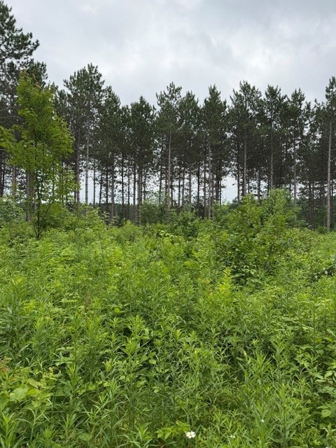 20 Acres S 5th Avenue Property Photo 6