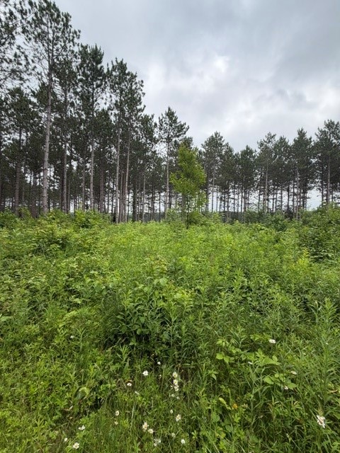 20 Acres S 5th Avenue Property Photo 7