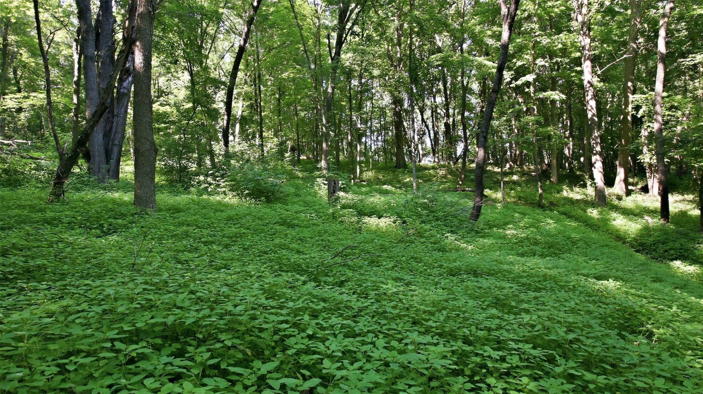 N44681 Hawkenson Valley Road Property Photo 23