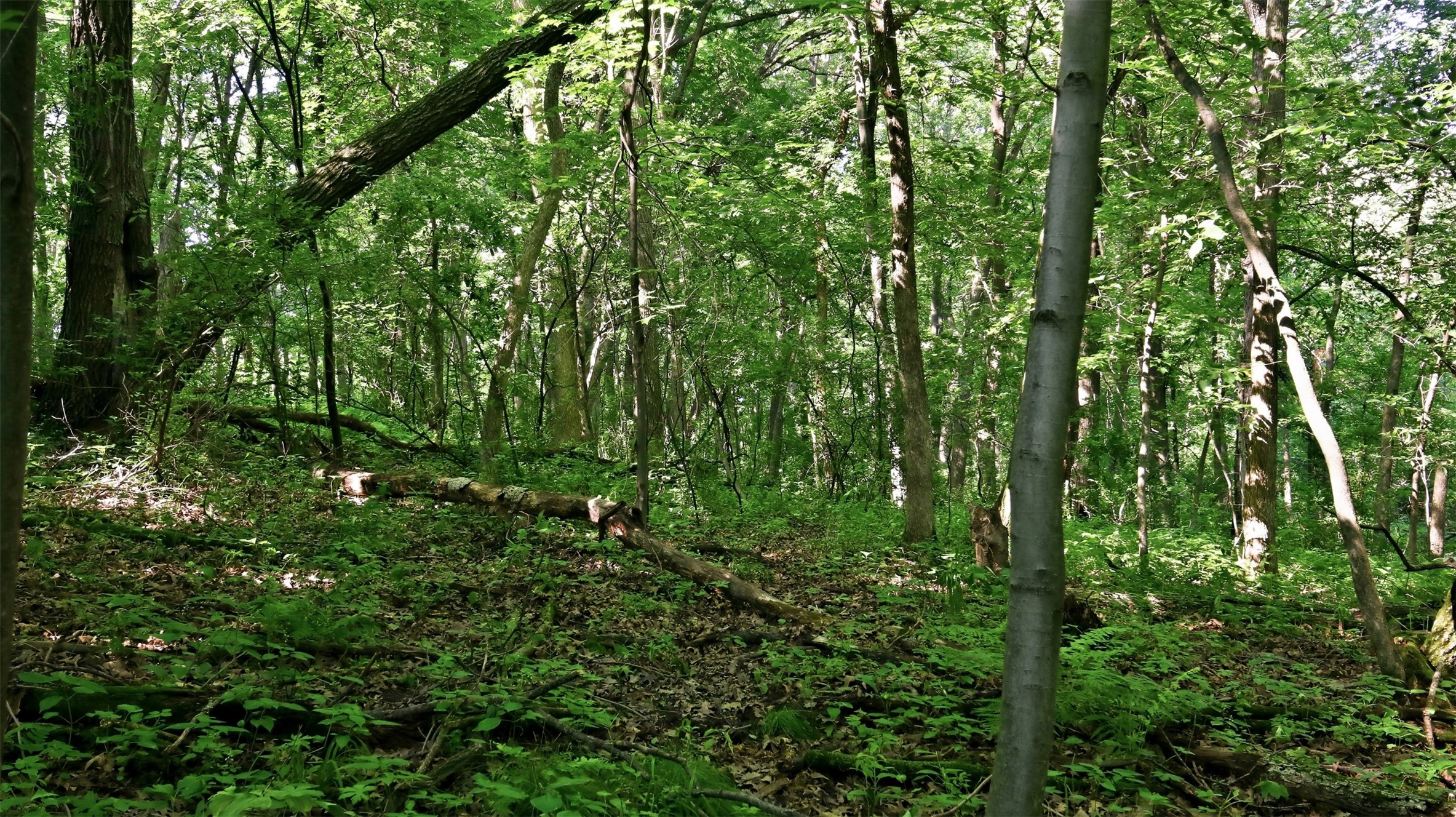N44681 Hawkenson Valley Road Property Photo 35