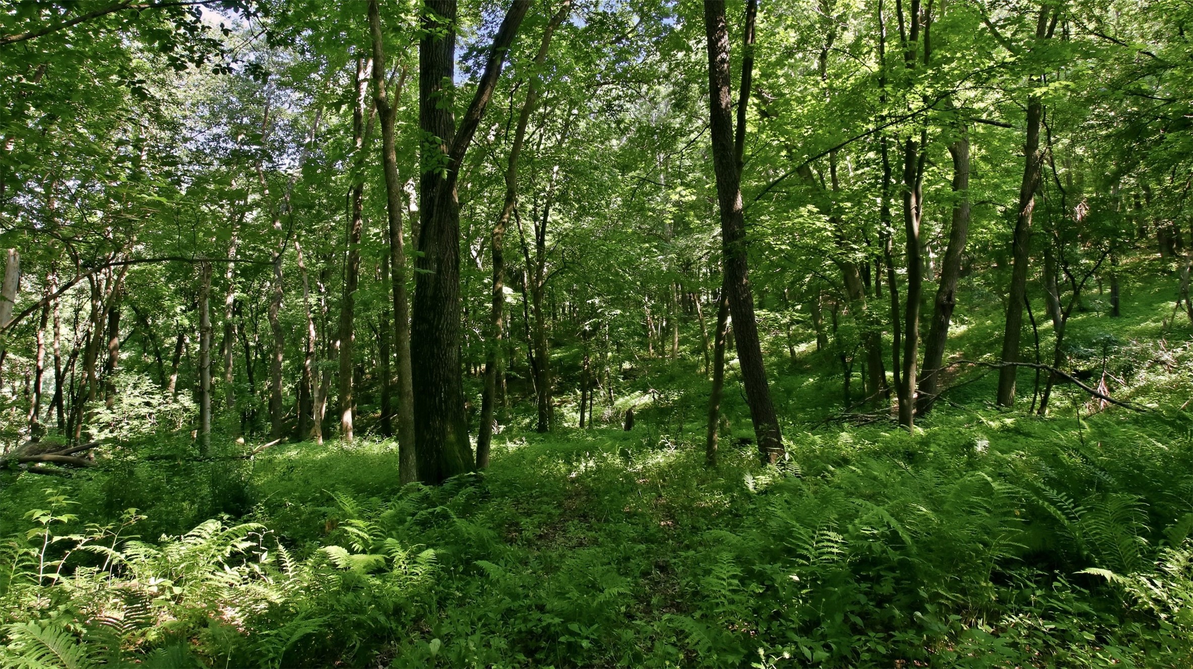 N44681 Hawkenson Valley Road Property Photo 37