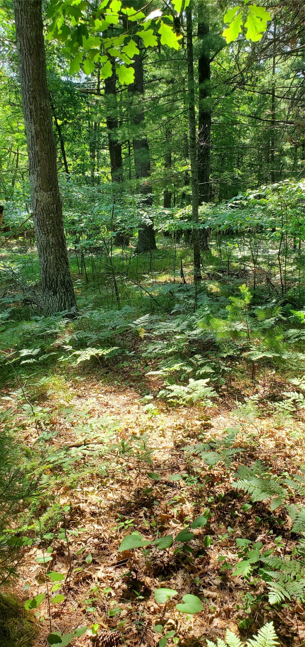 0 County Highway D Property Photo 5