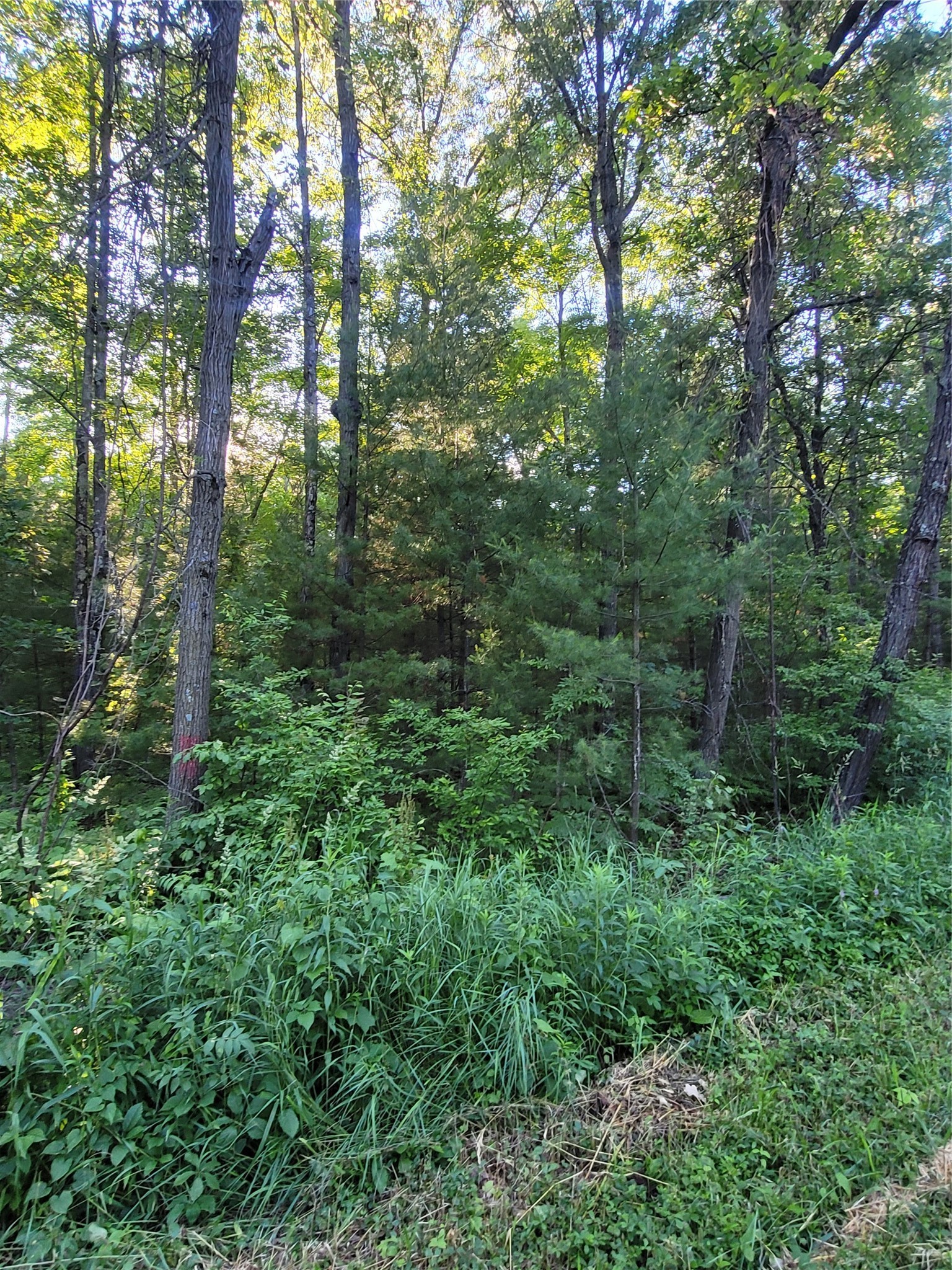 00 Lot 5 Old Highway 12 Property Photo 4