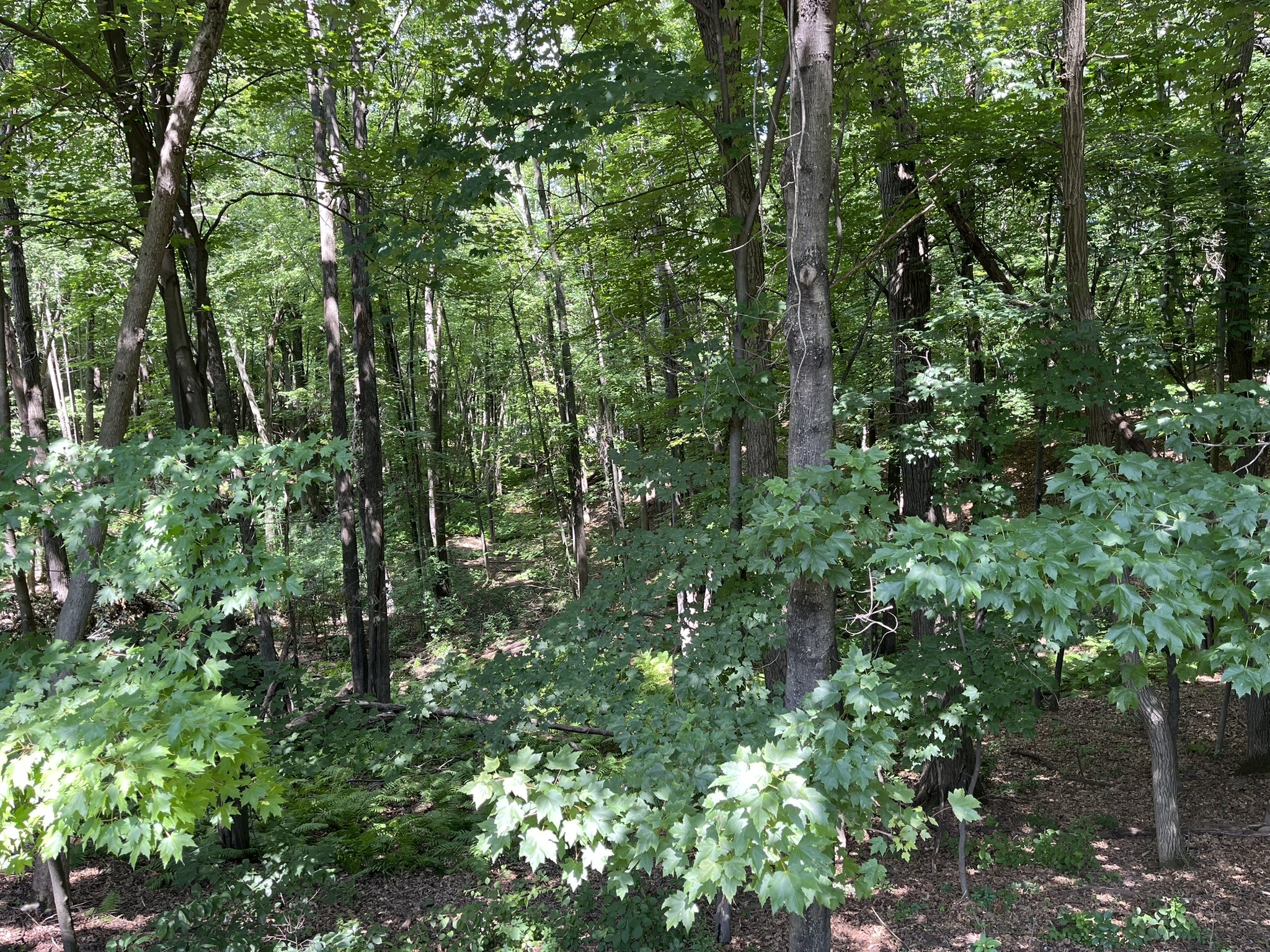 228 Oak Knoll Drive Property Photo 6