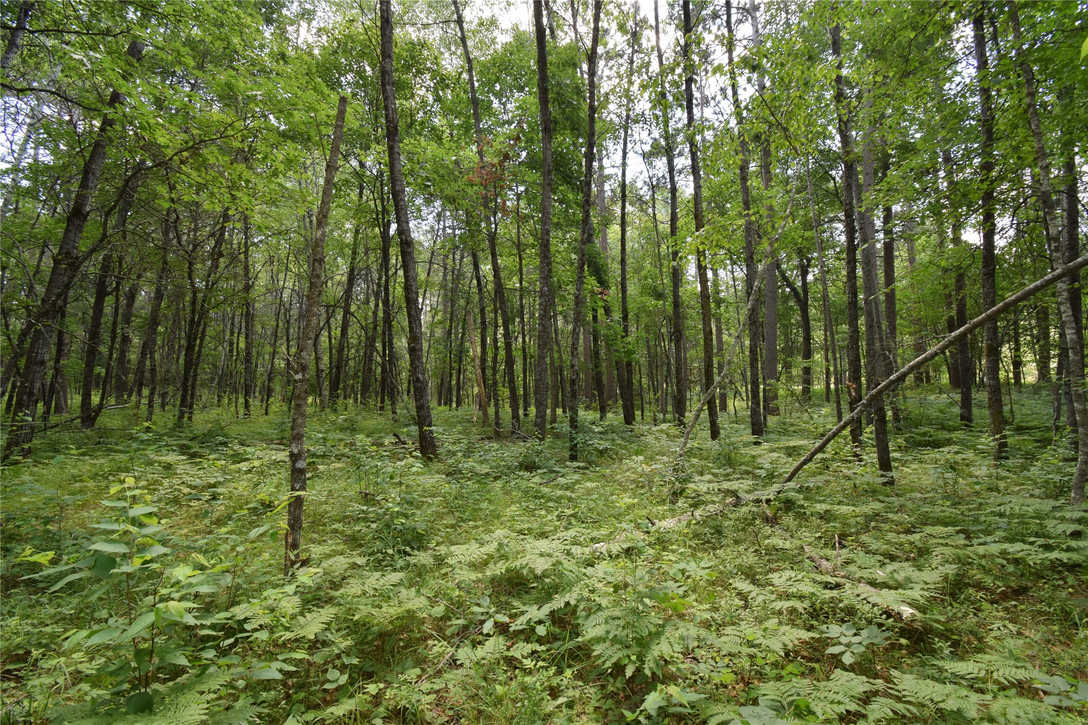 Lot 2 Saylors Lane Property Photo 11