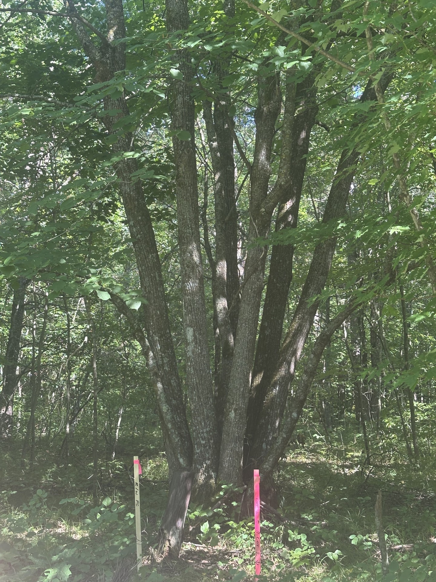 Lot 3 271st Street Property Photo 6