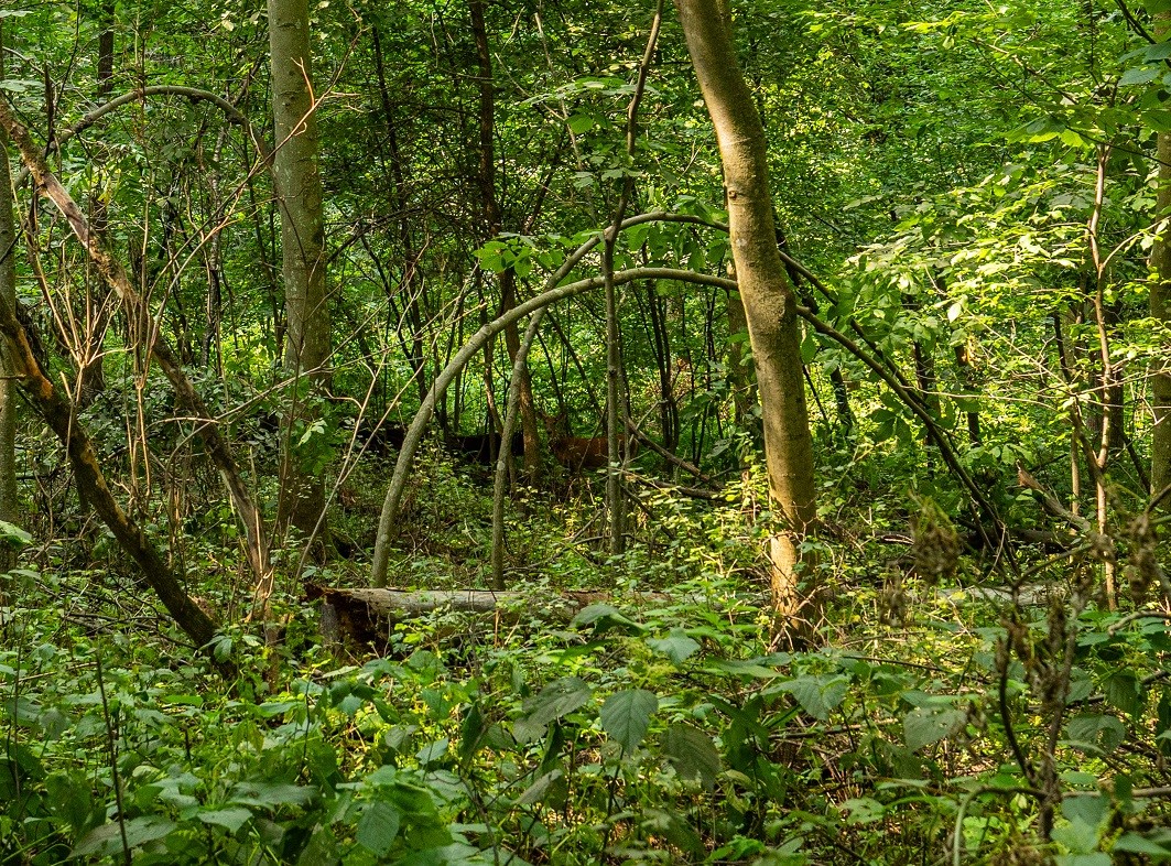 0 County Road J Property Photo 39