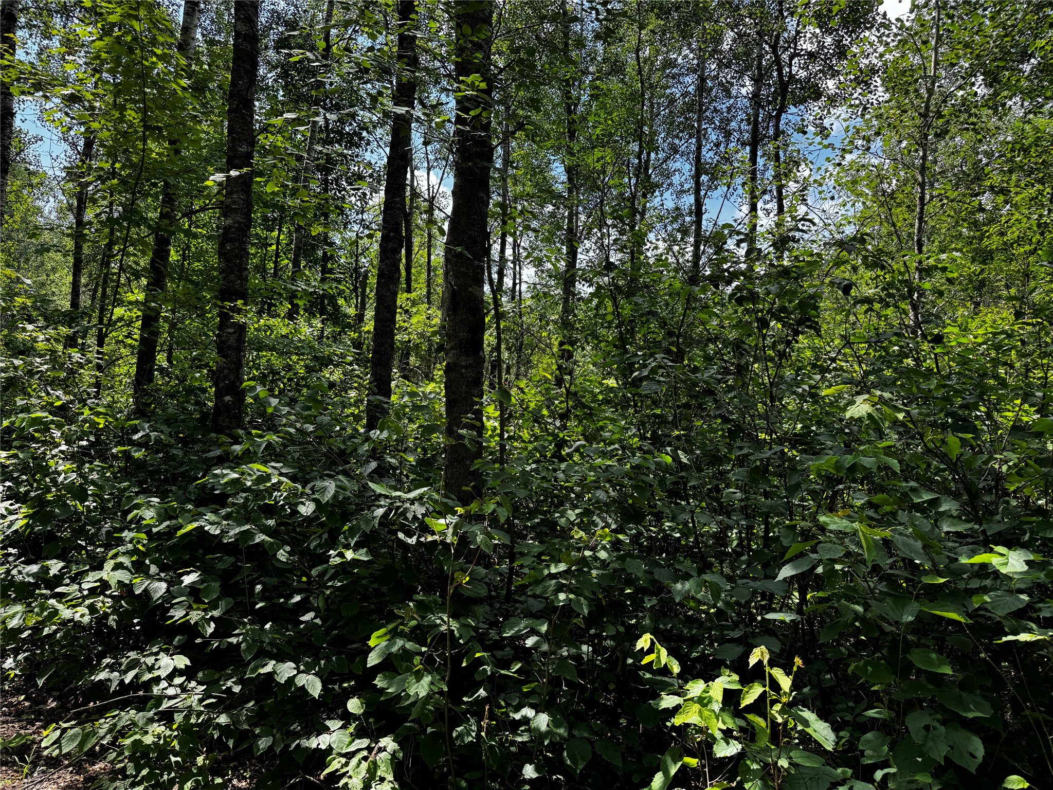 Lot 12 Cassandra Road Property Photo 2